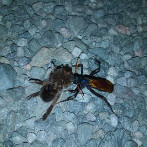 Tarantula hawk in-situ