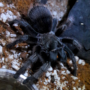 Aphonopelma johnnycashi