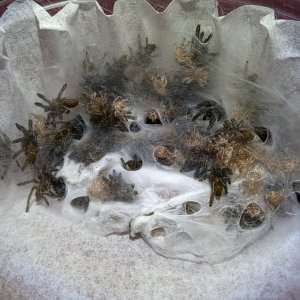 P murinus sac maturing quickly