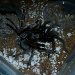 Aphonopelma johnnycashi