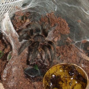 Plesiopelma longisternale - Toba