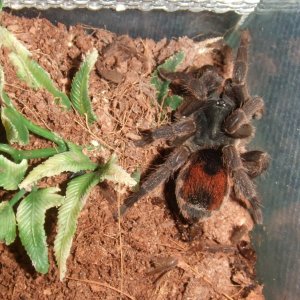 Neostenotarsus sp. Suriname - Moengo