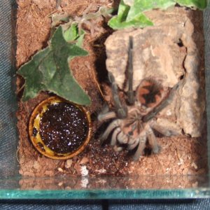 Pamphobeteus sp. machala - Ibarra