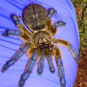 H. pulchripes