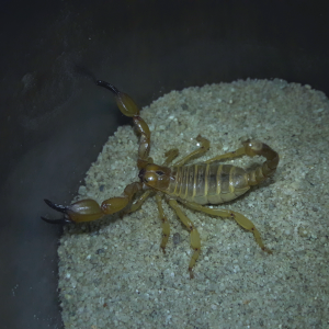 Baja Mafia scorpion