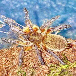 H. pulchripes 5th instar female