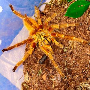 P. murinus immature male