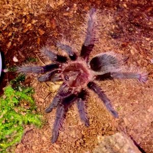 T. albopilosum Ometepe Island Blue Femur