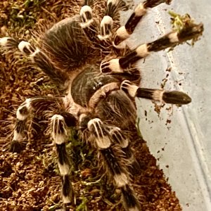 A. geniculata