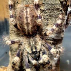 Poecilotheria Formosa