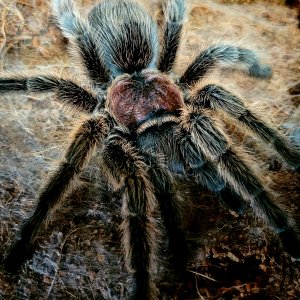 Grammostola porteri