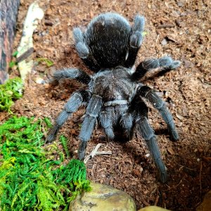 Grammostola pulchra