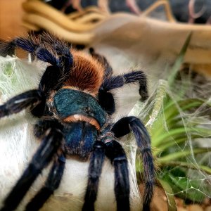 Chromatopelma cyaneopubescens