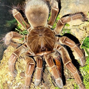 Theraphosa stirmi