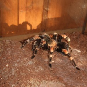 Brachypelma hamorii - Inca