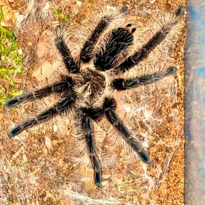 Tliltocatl albopilosum (Ometepe Island Blue Femur)