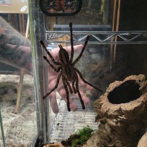 10" Ornata