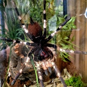 Smithi