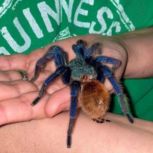 MM Chromatopelma cyaneopubescens