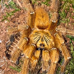 Immature Male P. murinus