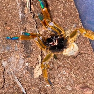 P. murinus (Adult female)