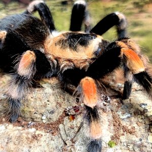 Smithi