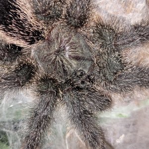 Mystery avicularia