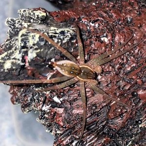 Dolomedes triton