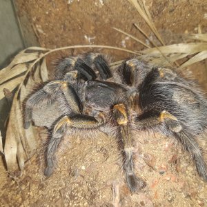 Grammostola pulchripes ad female