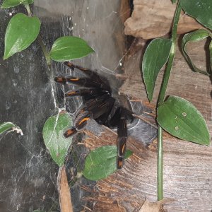 Psalmopoeus irminia female