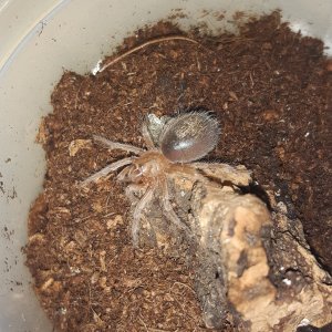 Grammostola porteri 1.5 cm sling