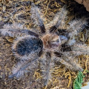 Tlitocatl albopilosus juvenile male