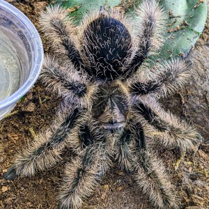 Tlitocatl albopilosus female