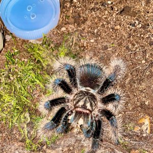 T. albopilosum (Ometepe Island Blue Femur)