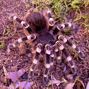 Acanthoscurria geniculata