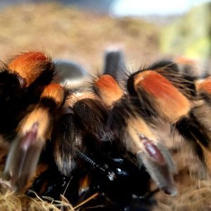 Smithi