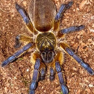 Harpactira pulchripes (female)