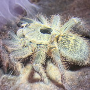 Ceratogyrus darlingi