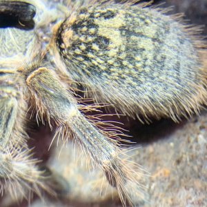 Ceratogyrus darlingi