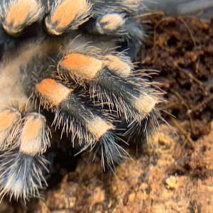 Brachypelma hamorii