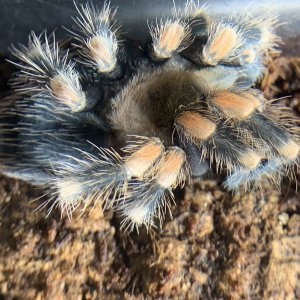 Brachypelma hamorii