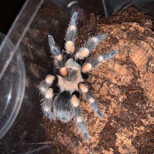 Brachypelma hamorii