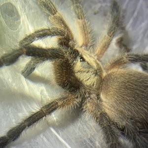 Monocentropus balfouri