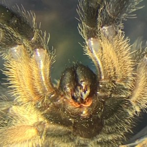 Monocentropus balfouri