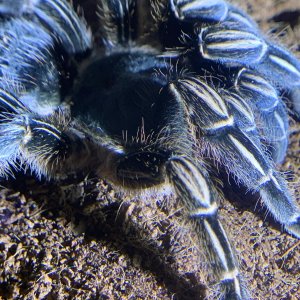 Aphonopelma seemanni