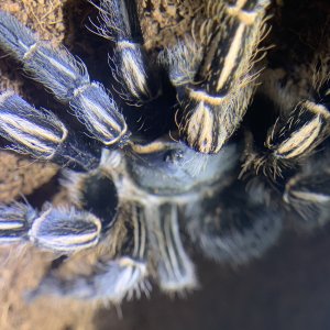 Aphonopelma seemanni