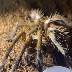 Pamphobeteus petersi