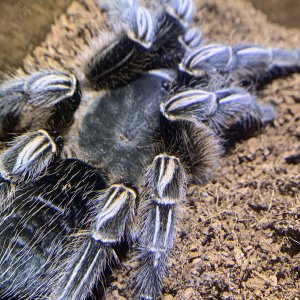 Aphonopelma seemanni