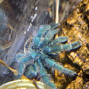 Caribena versicolor