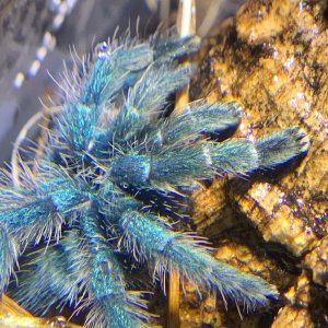 Caribena versicolor